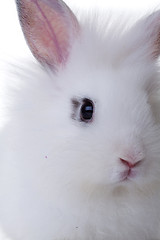 Image showing Head of white rabbit.