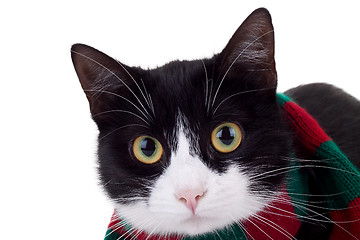 Image showing christmas cat