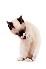 Image showing  siamese cat cleaning itself 