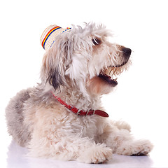 Image showing bearded collie puppy 