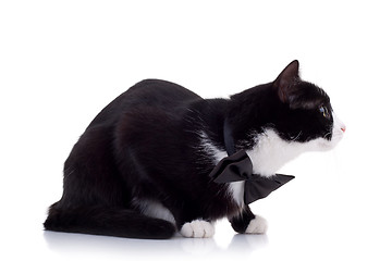 Image showing cute black and white cat