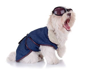 Image showing screaming bichon maltese