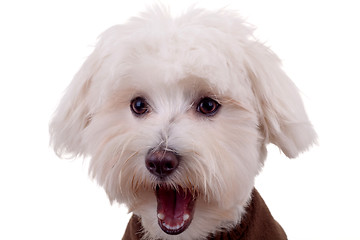 Image showing amazed bichon face