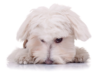 Image showing cute face of a bichon