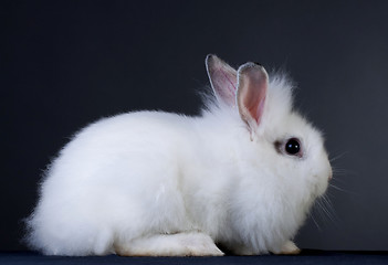 Image showing rabbit sits on grey background