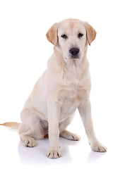 Image showing labrador retriever 