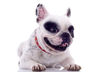 Image showing panting French bulldog 