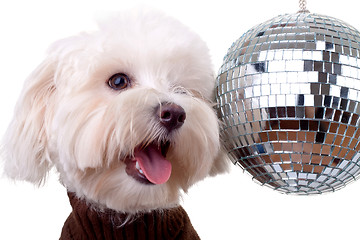 Image showing bichon face near a shinny disco ball