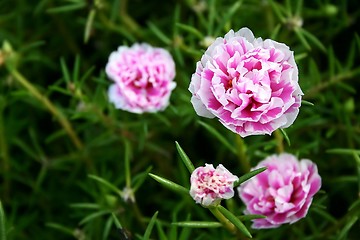 Image showing Carnation Flowers