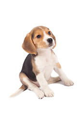 Image showing tired beagle puppy