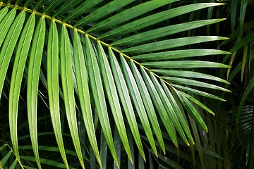 Image showing Palm leaf