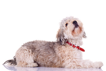 Image showing Bearded collie looking up