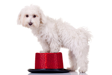 Image showing bichon standing on a hat