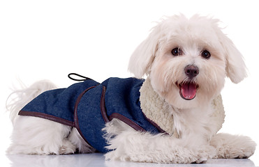 Image showing Bichon puppy