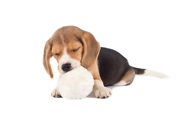 Image showing sleeping small beagle