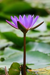 Image showing Purple waterlily