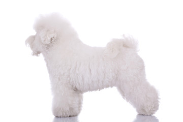 Image showing  amazing bichon frise