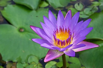 Image showing Purple waterlily