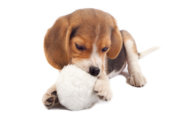 Image showing beagle pup chewing on a toy