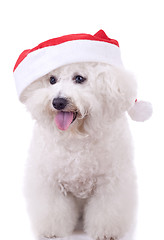 Image showing bichon frise wears santa hat 