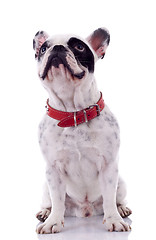 Image showing French Bulldog looking up