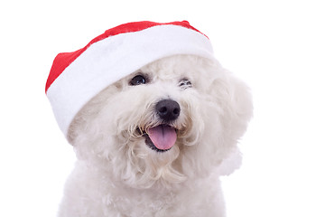 Image showing face of a bichon with santa cap