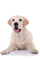 Image showing panting labrador retriever