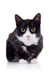 Image showing cute black and white cat