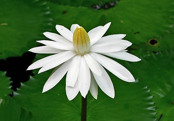 Image showing White Waterlily