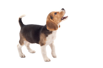 Image showing beagle puppy barking