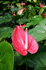 Image showing Flamingo Flower