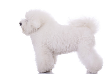 Image showing  amazing bichon frise