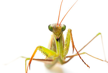 Image showing closeup of praying mantis