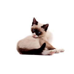 Image showing  beautiful siamese cat peting itself