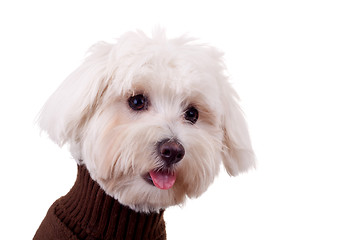 Image showing closeup of a bichon maltese