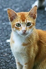 Image showing Cat