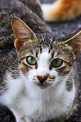 Image showing Cat