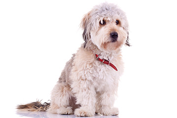Image showing Bearded Collie 