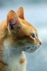 Image showing Cat