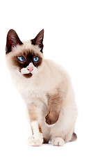 Image showing Siamese cat isolated