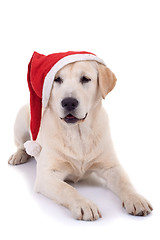 Image showing retriever puppy wearing a santa hat