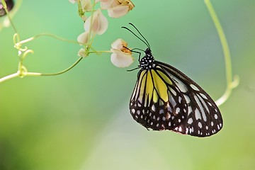 Image showing Butterfly