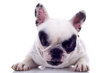 Image showing French Bulldog 