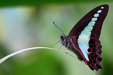 Image showing Butterfly