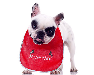 Image showing French Bulldog