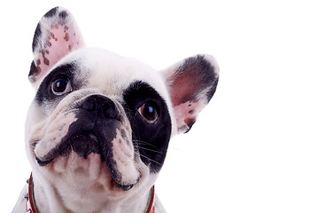 Image showing head of french bulldog