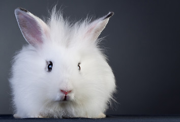 Image showing white baby bunny 