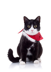 Image showing black and white cat with red scarf