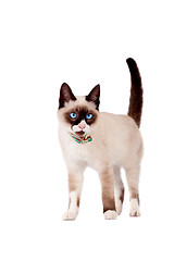 Image showing cute siamese cat standing on white