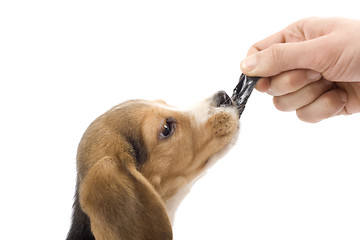 Image showing adorable beagle 